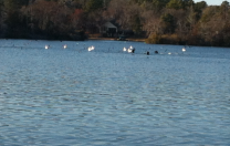 White Pelicans at Hideaway…
