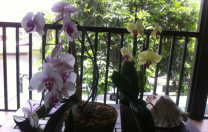 Orchids…