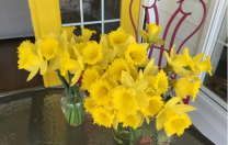 A Host of Golden Daffodils…
