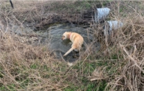 Water Dog…